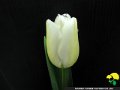 46 チューリップ